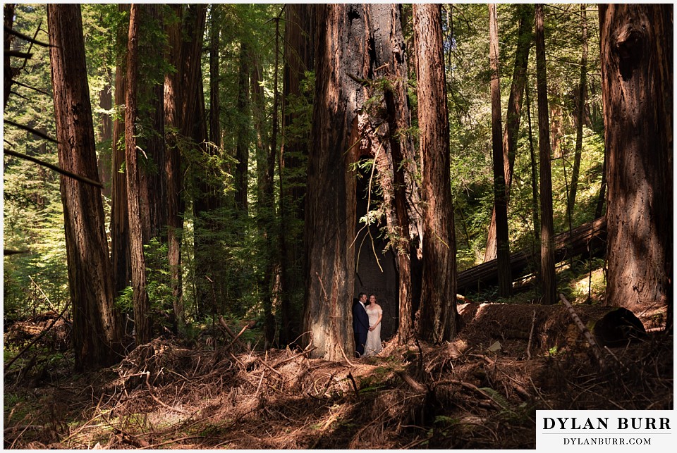redwood forest wedding elopement avenue of the giants california bride and groom standing inside massive redwood tree