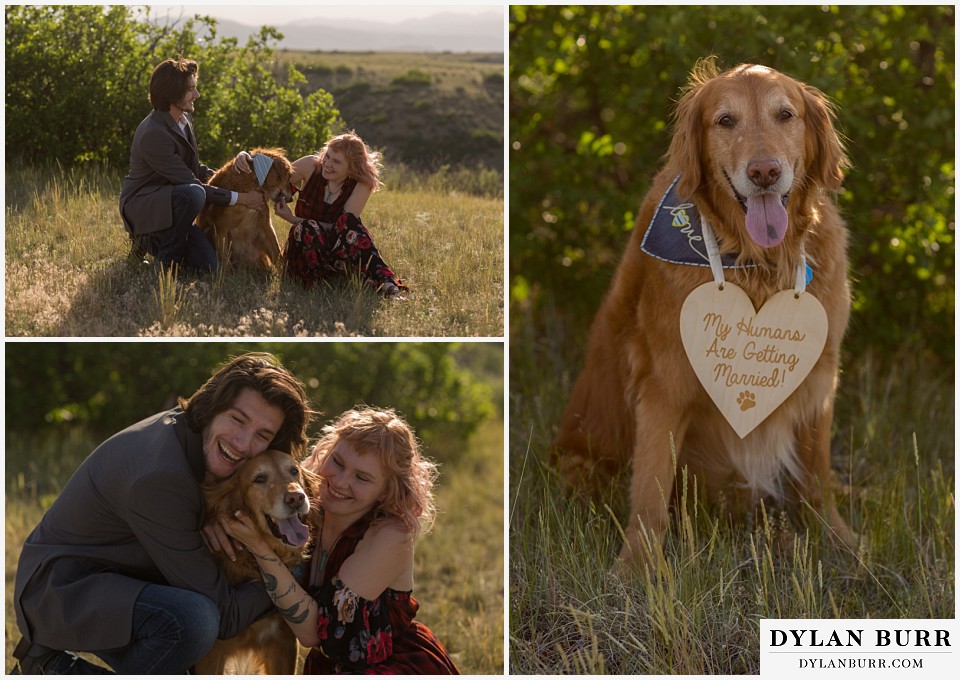castle rock colorado engagement session golden retriever my humans are getting married