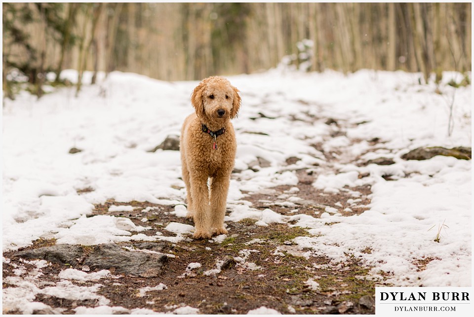 colorado mountain engagement session labradoodle dog playing in snow