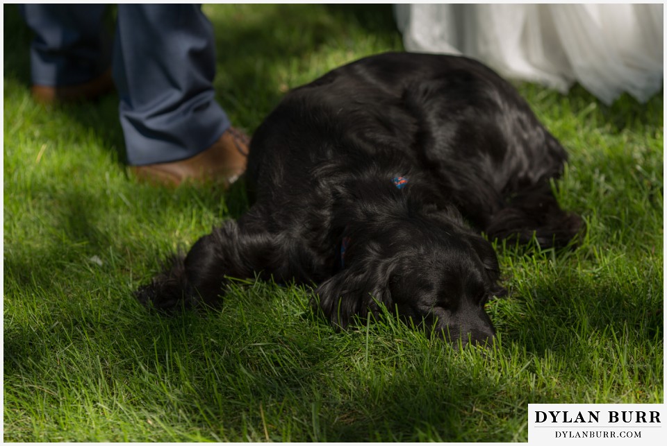 colorado-wedding photographer denver backyard wedding dog labrador