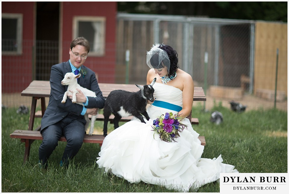 lyons farmette wedding bride and groom sitting with goats