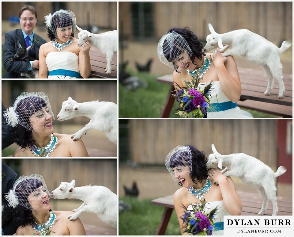 lyons farmette wedding white goat giving kisses to bride