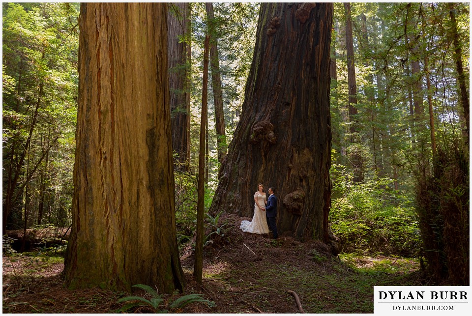 redwood forest wedding elopement avenue of the giants california wide view of bride and groom standing in front of giant redwood tree
