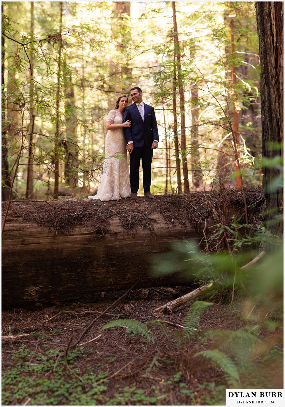 redwood forest wedding elopement avenue of the giants california bride and groom on top of tree