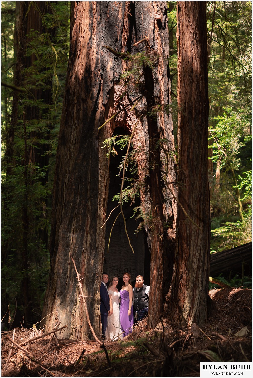 redwood forest wedding elopement avenue of the giants california entire bridal party inside giant tree