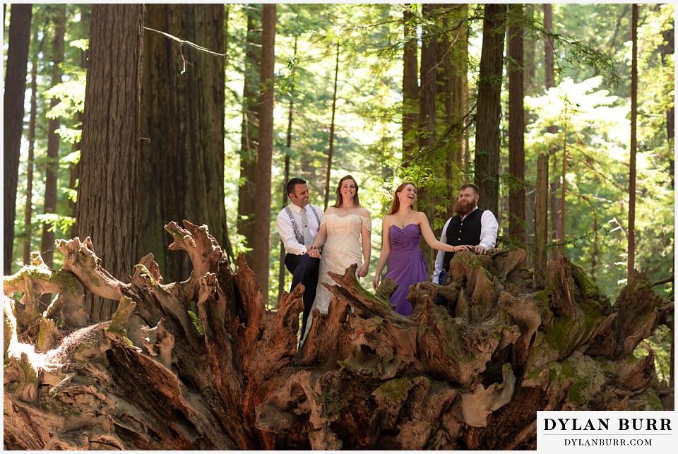 redwood forest wedding elopement avenue of the giants california bride, groom, maid of honor, and best man on top of giant fallen tree