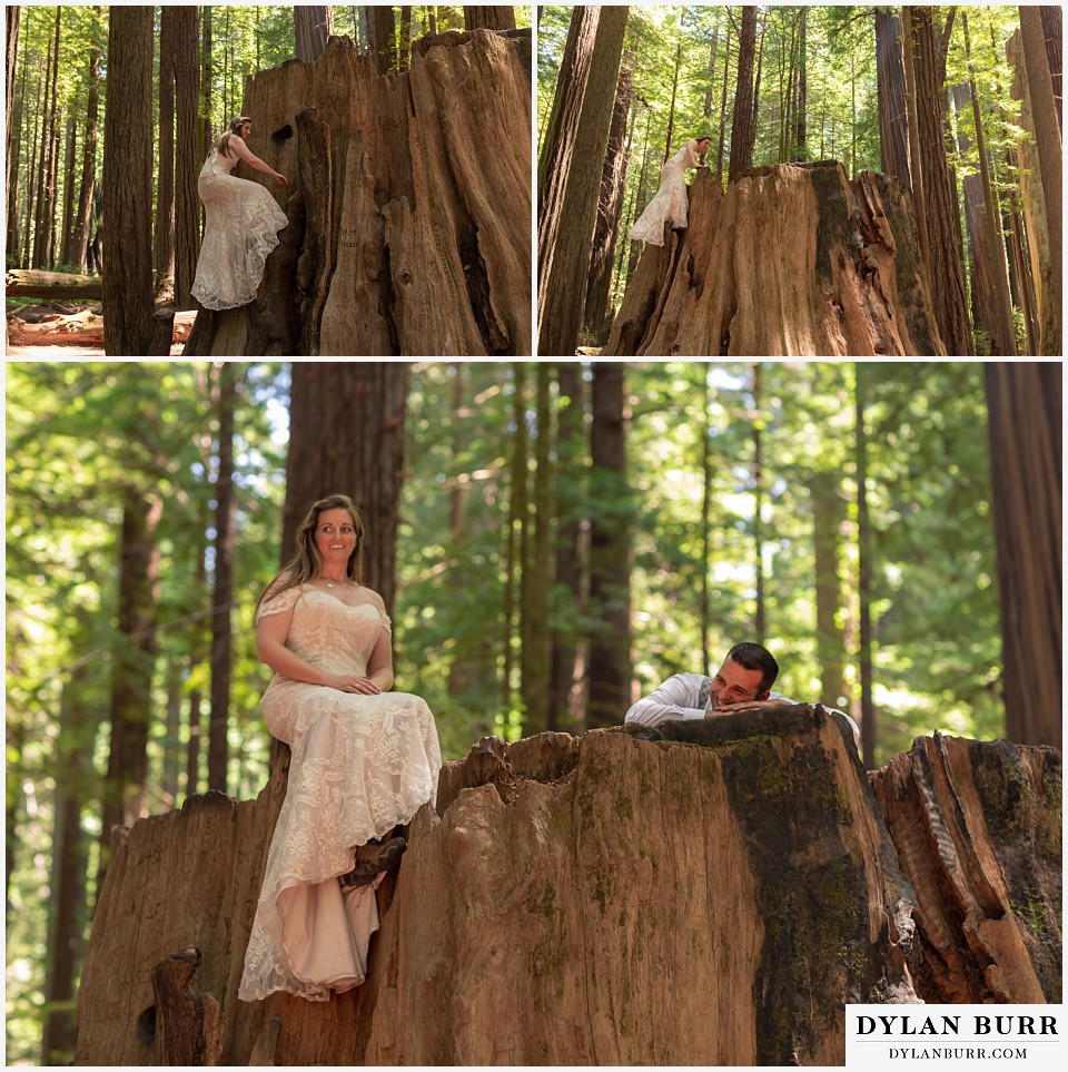 redwood forest wedding elopement avenue of the giants california bride climbing up giant tree