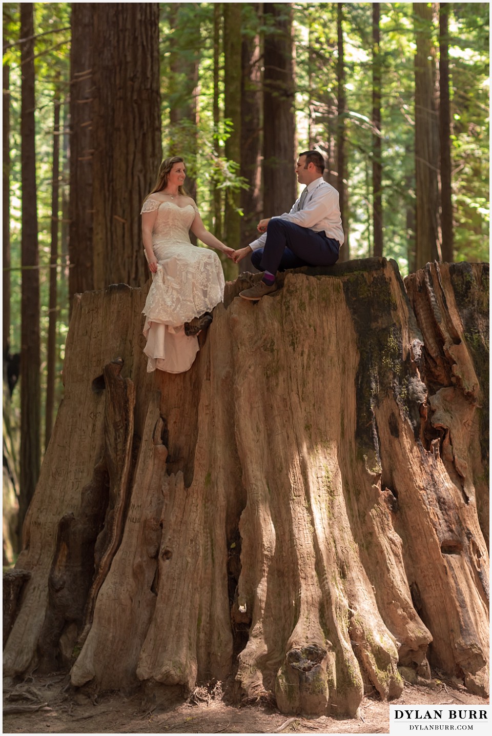 redwood forest wedding elopement avenue of the giants california bride and groom sitting on giant tree stump