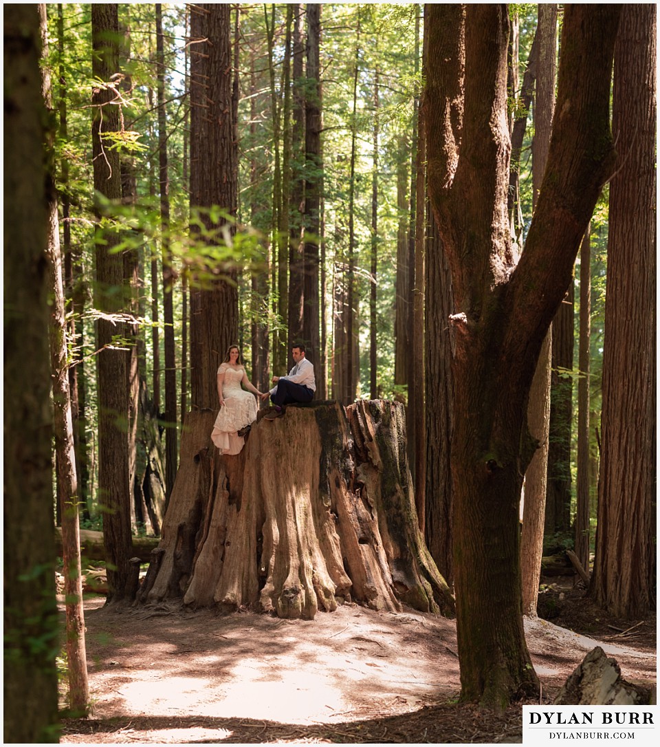 redwood forest wedding elopement avenue of the giants california bride and groom