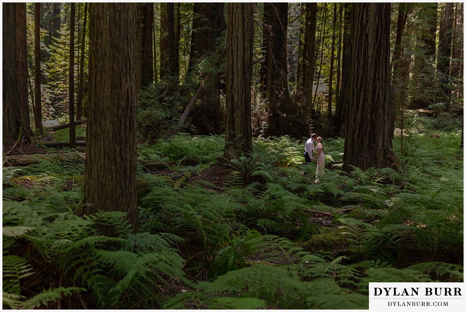 redwood forest wedding elopement avenue of the giants california bride and groom surrounded by huge ferns