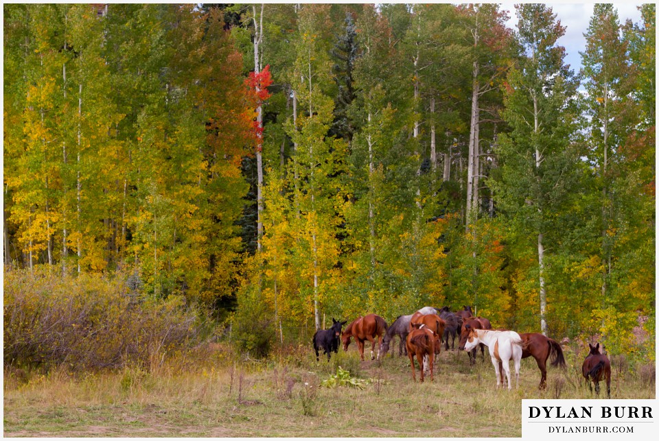 colorado wedding venue silverpick lodge horses