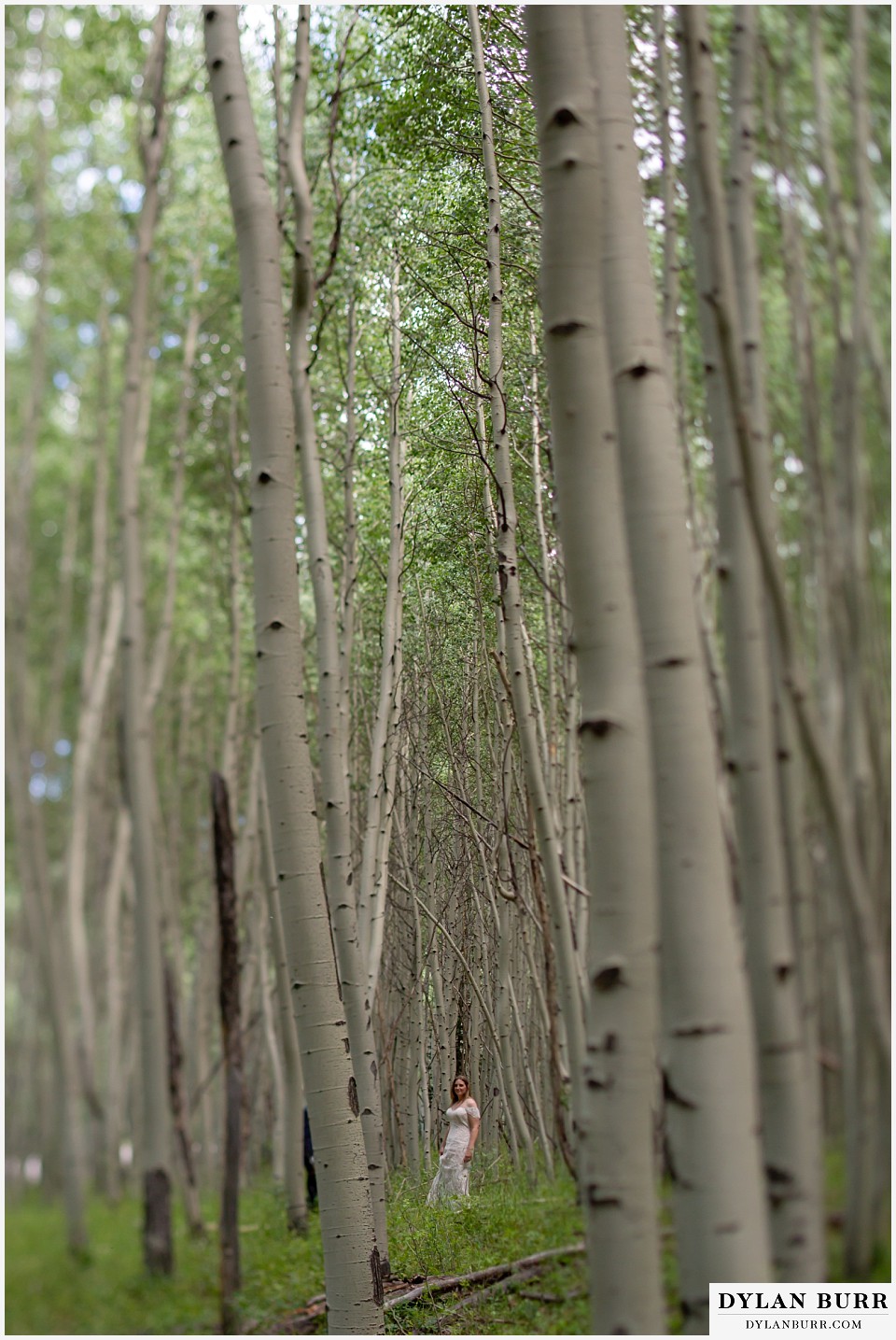 uncompahgre national forest colorado elopement wedding adventure bride alone in aspen trees tilt shift lens portrait