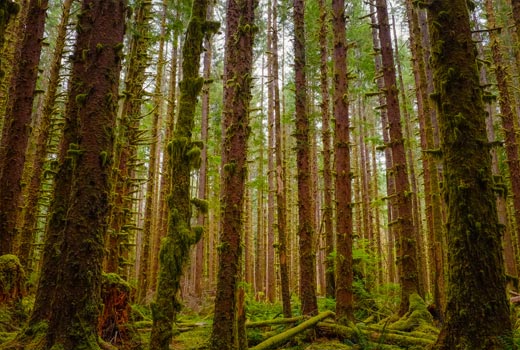 olympic national park