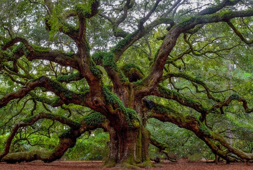 large oak tree